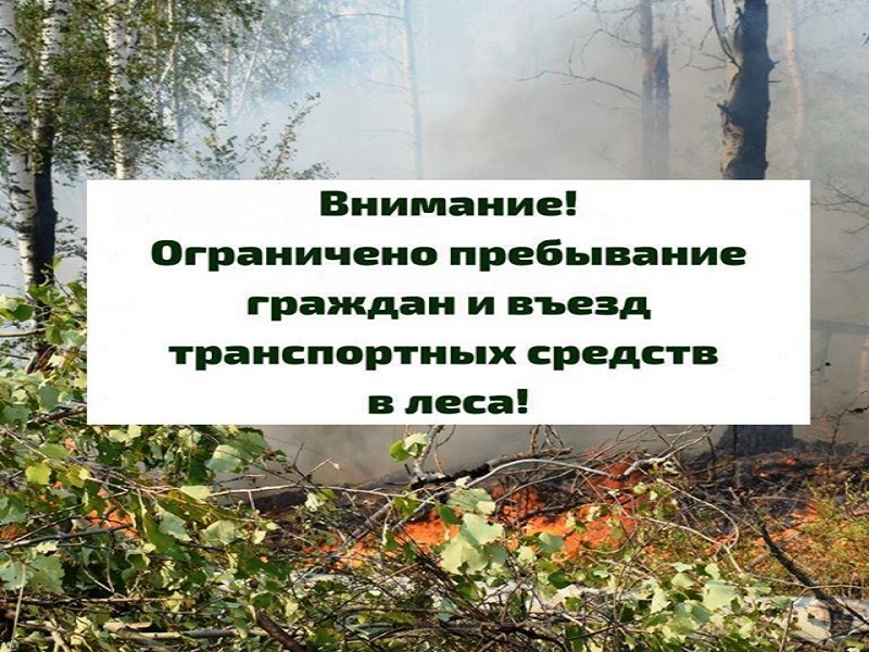 Приказ об ограничении посещения лесов с 3 по 23 мая 2025 года.