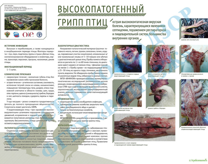 Профилактика ВПГ на территории Курганской области.